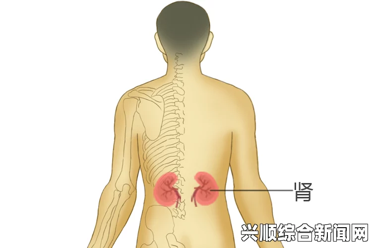 肾的位置图及常见问题解答