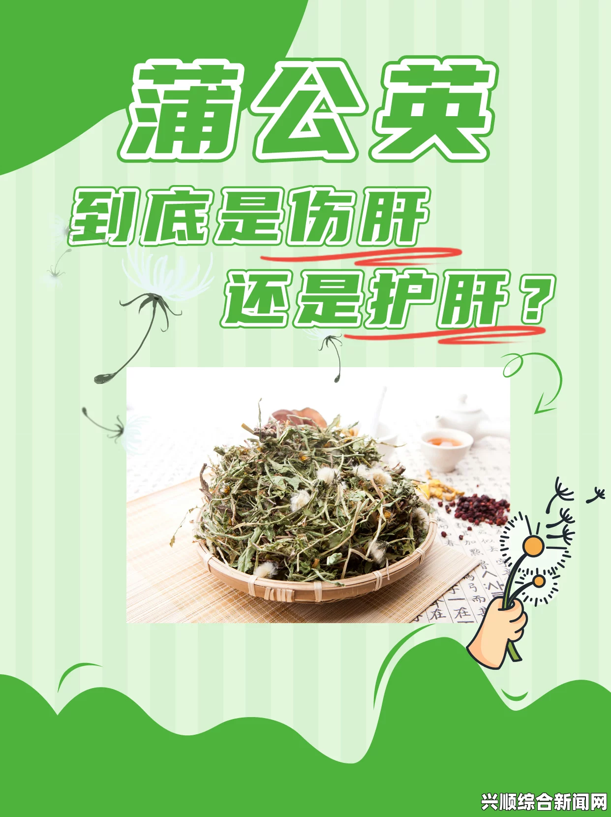 蒲公英对肝脏的损害及结尾处解答环节