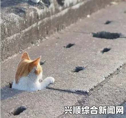 人伦人与牲囗恔配视频猫咪5.0：一场影视探索之旅，融合武打片元素，引发关于小说的深度评价与刺激感官体验