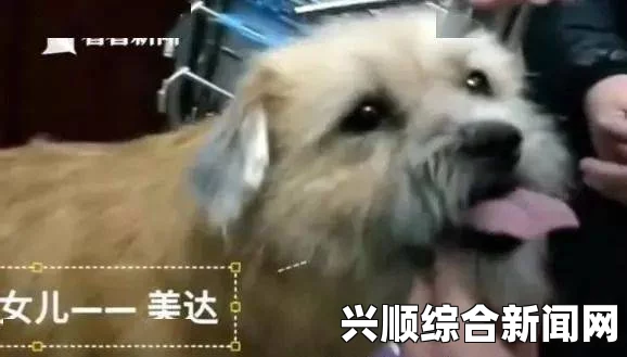 人or猪or狗班长我错了能不能关掉二关：在成长中迷失与救赎的激情探索之旅