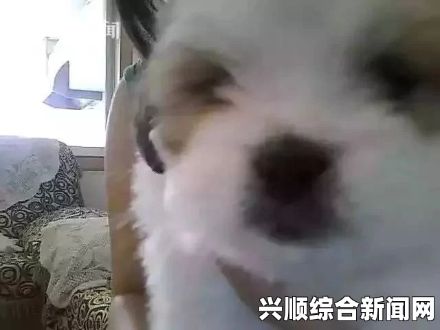 人or猪or狗班长我错了能不能关掉二关：在成长中迷失与救赎的激情探索之旅