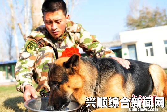 高清av电影吕总训练张警犬：一场刺激的影视探索，展现武打片与小说中的英雄评价