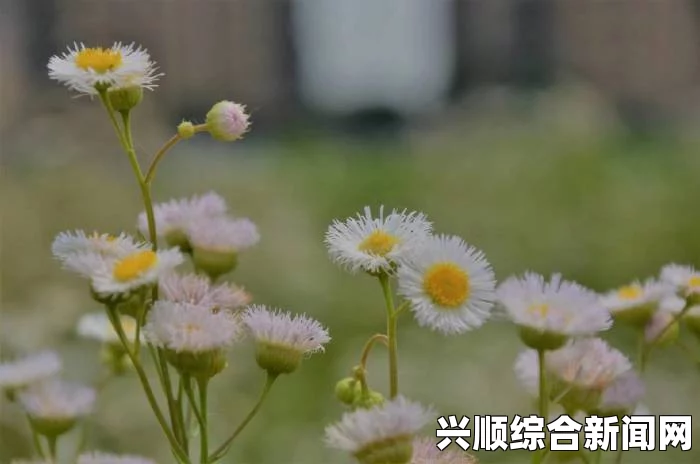 聂小雨一战三的视频在哪里看野花社区WWW在线全网：这个平台汇聚了丰富多样的内容，为用户提供了一个交流和分享的良好空间，同时也展现了一种自然、自由的生活方式。