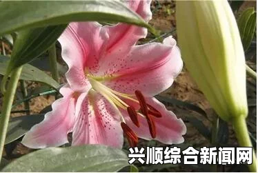 日本公与媳5在线观看蜜芽.768.mon老狼一区忘忧草 欢迎您，涵盖了丰富的视频内容与精彩的互动体验，吸引着众多玩家沉浸其中。