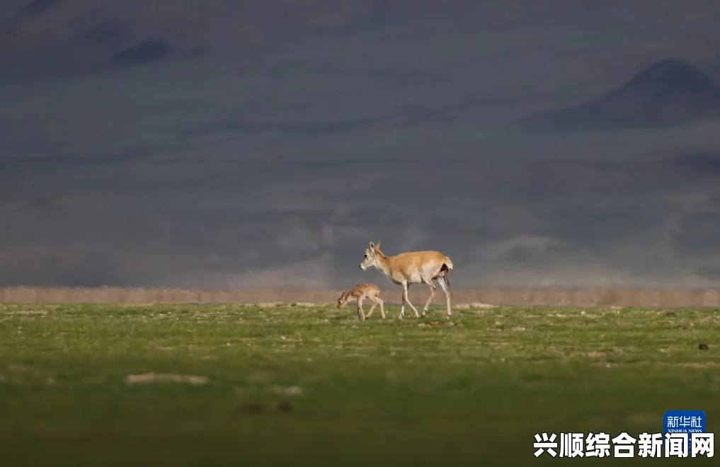 刻情和丘丘人繁衍后代：我认为这一过程不仅展现了生物多样性的奇妙，也反映了文化与环境的深刻影响。