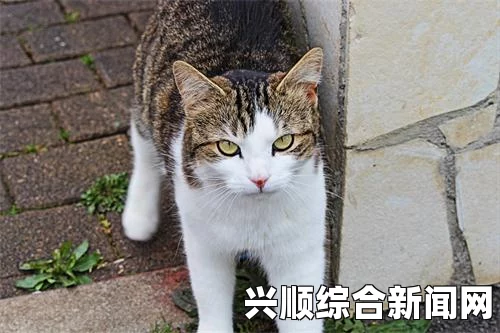 麻花豆传猫爪影像2024：这部作品以独特的视角展现了猫与人类之间深厚的情感，充满温暖和幽默，让人倍感亲切。