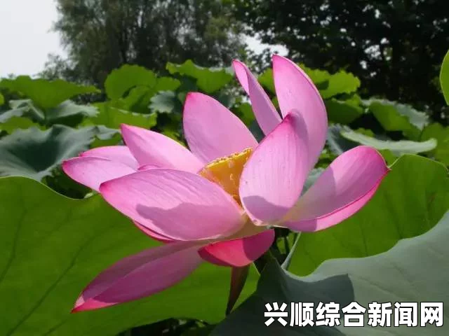 《性解密第一季》高清藏传肉莲花图片高清：这种植物不仅美丽，还有深厚的文化寓意，令人陶醉。