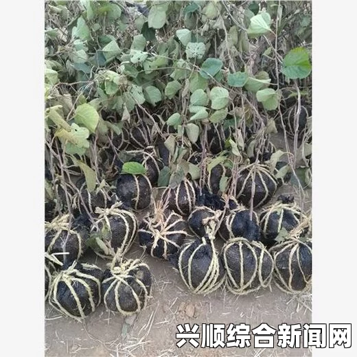 欧美黑吊大战白妞欧美大片含羞草最新版本：这个版本在界面和功能上都进行了很好的优化，让用户体验更加流畅，值得一试。