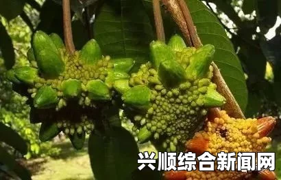 含羞草WWW中国在线资源菠萝菠萝蜜视频在线观看高清3，融合了独特的剧情与精美画面，让观众在视觉和情感上都能得到充分的体验。