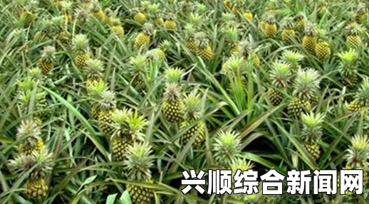 含羞草WWW中国在线资源菠萝菠萝蜜视频在线观看高清3，融合了独特的剧情与精美画面，让观众在视觉和情感上都能得到充分的体验。