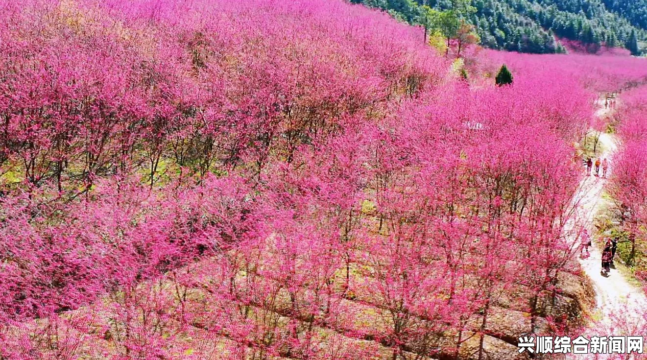 樱花动漫最新动漫免费观看花海视频：仿佛被五彩斑斓的花朵环绕，令人沉醉其中，感受自然的美好与宁静。