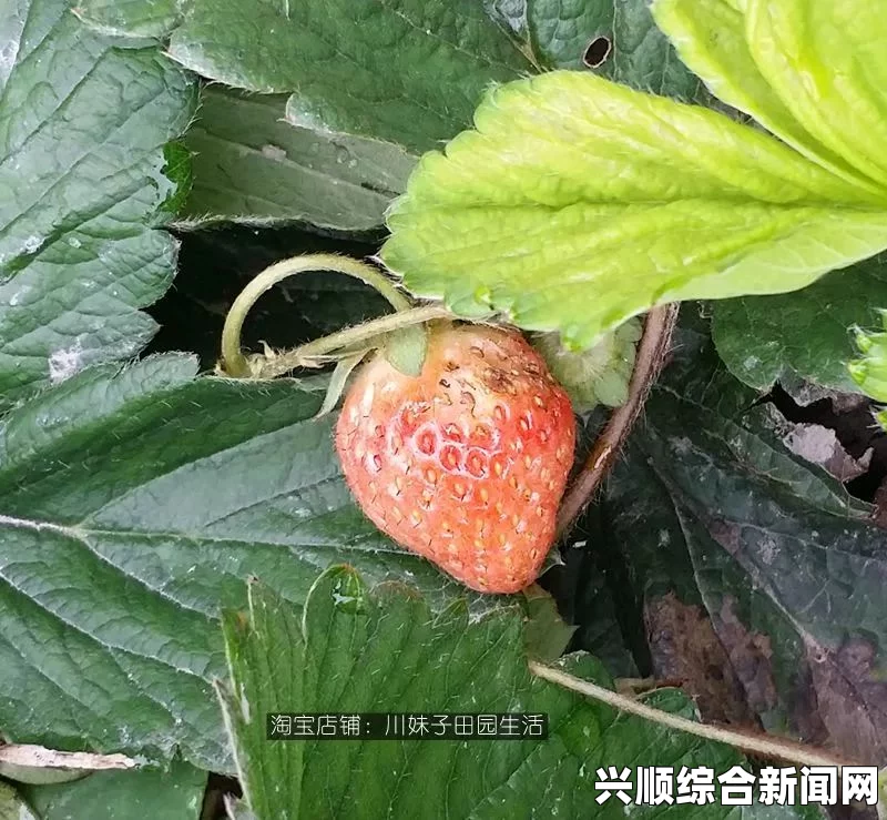 草莓樱桃丝瓜绿秋葵榴莲泡芙，融合了多种独特口味和色彩，令人耳目一新，期待品尝的美妙瞬间。