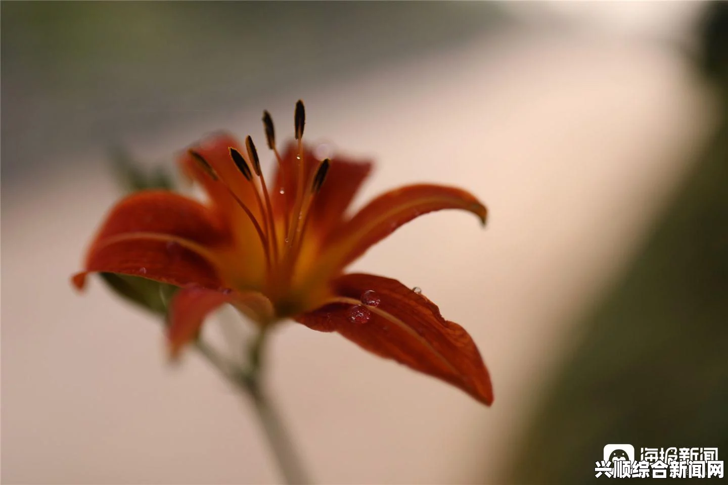 探索蜜芽忘忧草192.MON的独特魅力与神秘功效