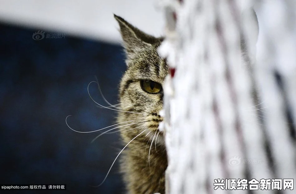 近日，一则关于俄罗斯一只猫的故事在全球范围内引起了广泛关注。这只猫用尾巴挡下了弹片，成功救下了主人的生命。这个故事不仅展现了猫咪的勇敢和智慧，也赢得了人们对动物情感的广泛赞誉。