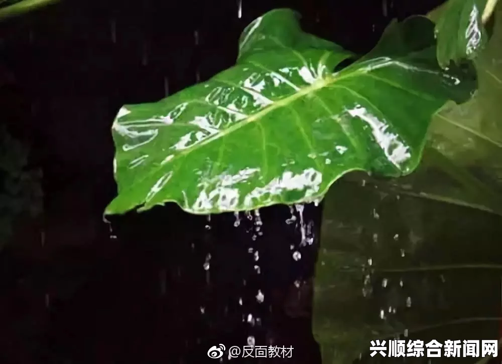 雨打芭蕉电影免费观看高清：感受细腻情感与诗意画面的完美结合