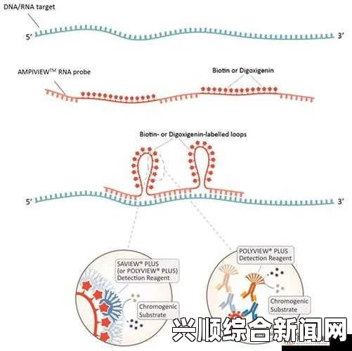 深入探讨RNAscope原位杂交技术在基因表达研究中的应用与优势