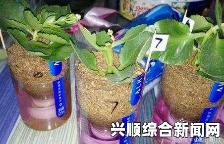 探索床上园艺的乐趣：72种创意扦插方法让你的卧室变身绿色天堂