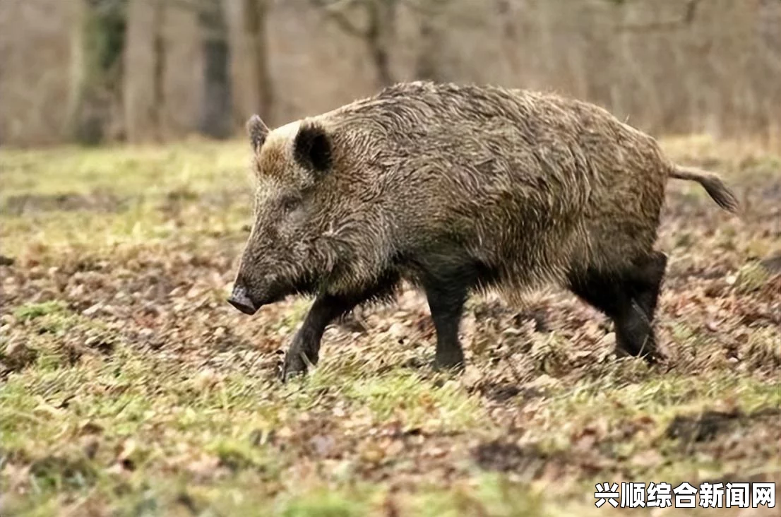 近年来，加拿大一种被称为超级猪的野猪种群数量激增，对美国和加拿大的多个地区造成了严重威胁。本文将介绍这一现象的成因、影响以及可能的解决方案，并在结尾处回答相关问题。