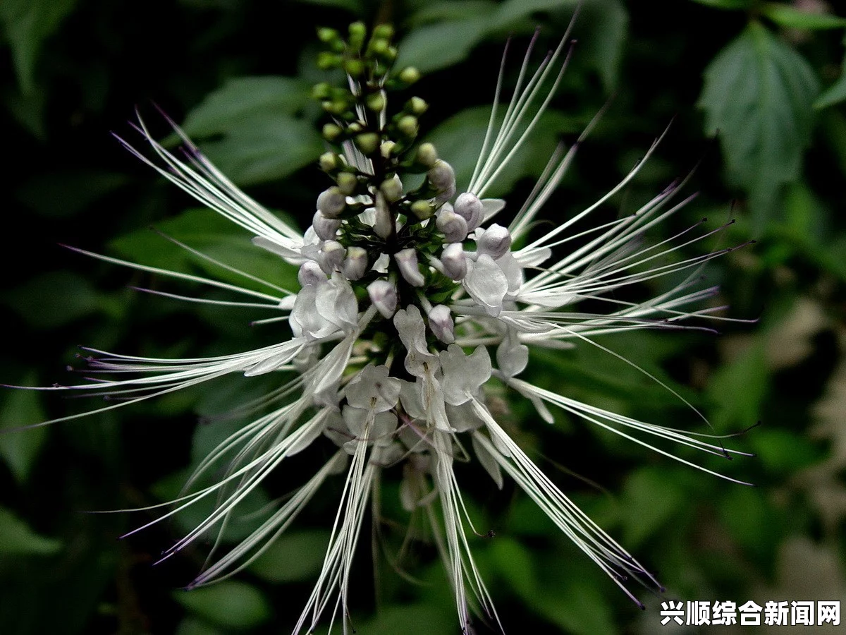 探秘17c草名字的由来与应用：从历史到现代的植物文化