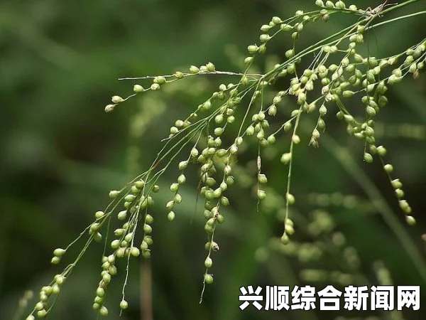 探秘17c草名字的由来与应用：从历史到现代的植物文化