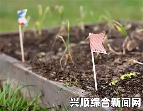 探秘17c草名字的由来与应用：从历史到现代的植物文化