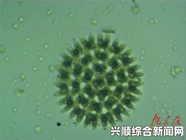 探索阴脣肥大的图示蝴蝶：生物特征与生态习性全面解析