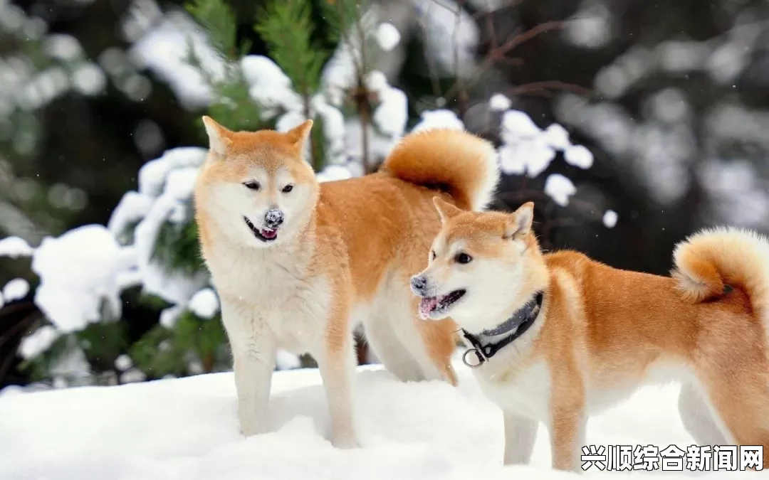 日本秋田犬走红原因及展示设施的增长趋势分析（2018年剧增）