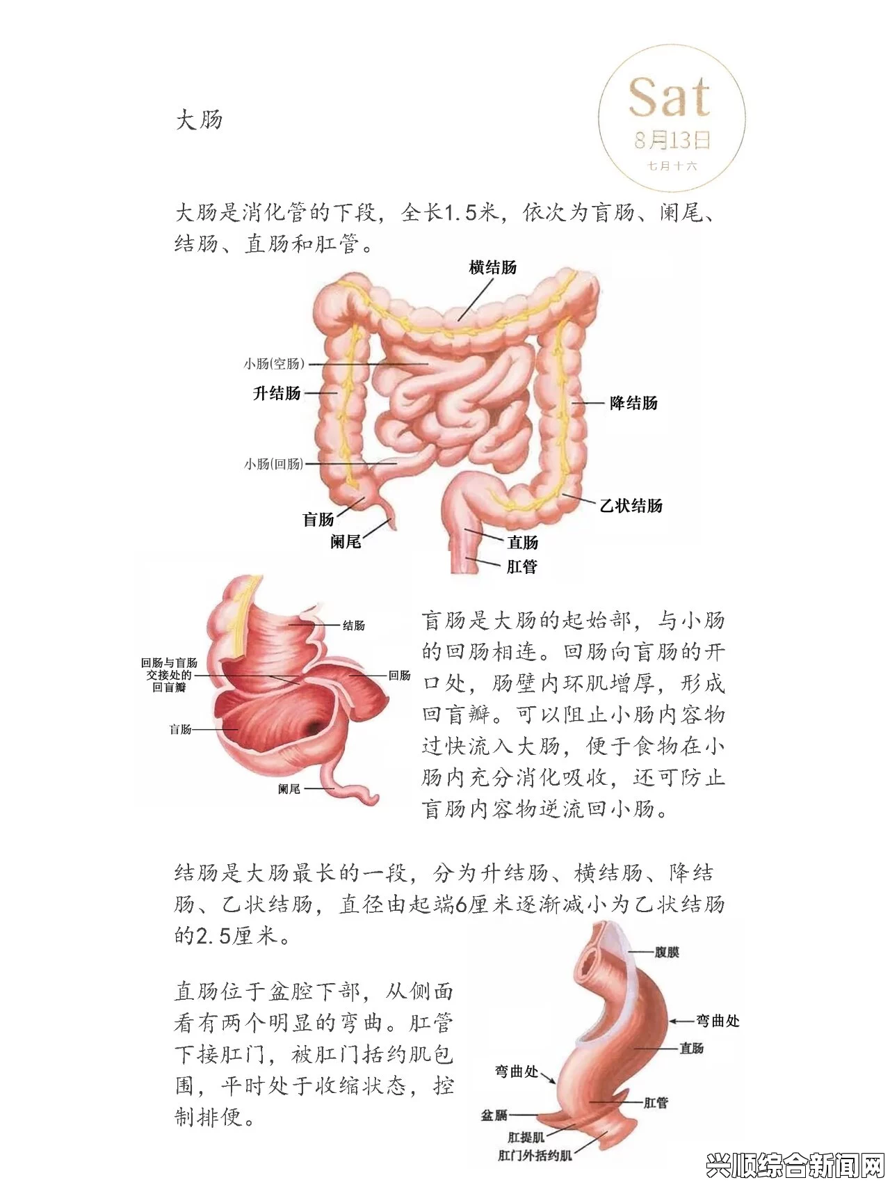 探秘mofermagic高端大肠交