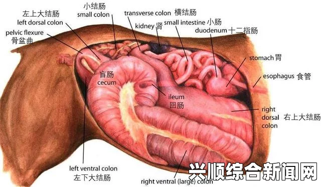 探秘mofermagic高端大肠交