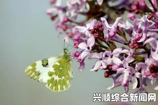 探寻丁香花：在线电影与电视剧中的浪漫情感与人生哲理