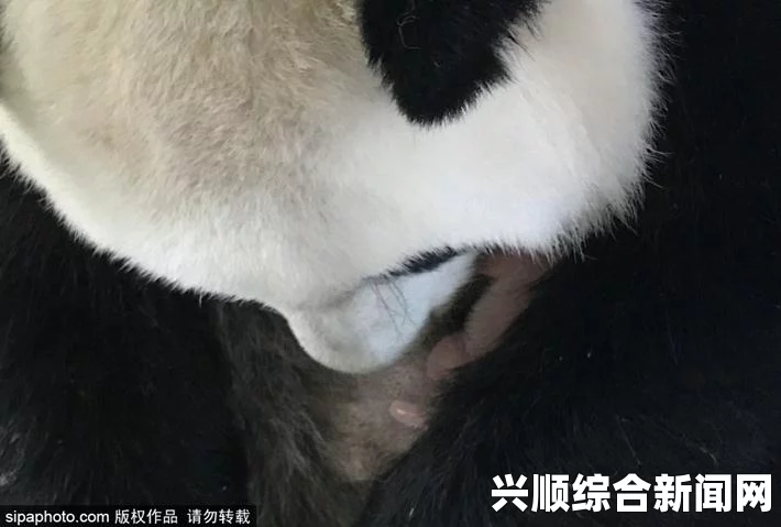 一喜一悲！旅法大熊猫产下双胞胎，其中一只不幸夭折