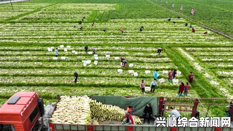 厨房春潮莲花坐顶：打造温馨舒适的家庭烹饪空间