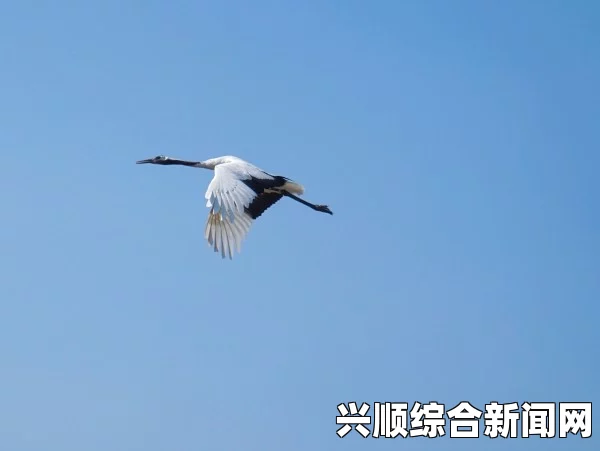 韩国飞机遭遇鸟类撞击，云雀成罪魁祸首，航空安全与生态环境引发深思探讨