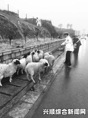 不速之兔跳上羊背搭便车 暴雨中轻松逃命（图）