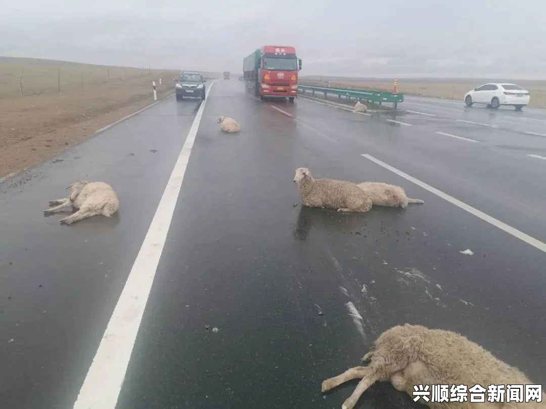 不速之兔跳上羊背搭便车 暴雨中轻松逃命（图）