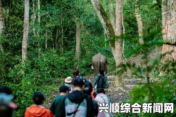 探索仙踪林2024：神秘森林中的奇幻冒险与生态之旅