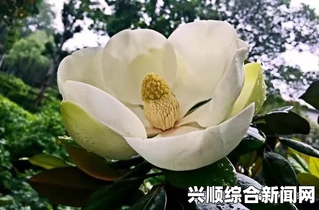 亭亭玉立的荷花与国色天香的牡丹：自然之美的绝妙韵律