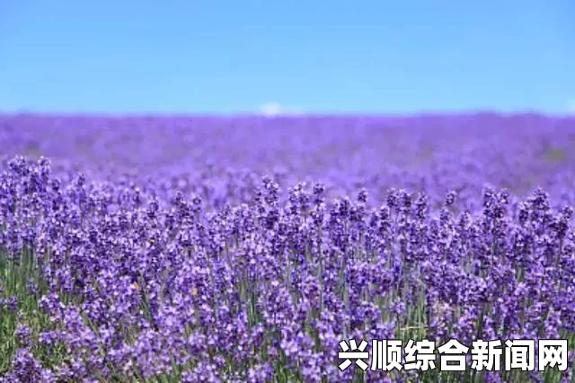 日本富良野紫色薰衣草花海，梦幻浪漫邂逅胜地