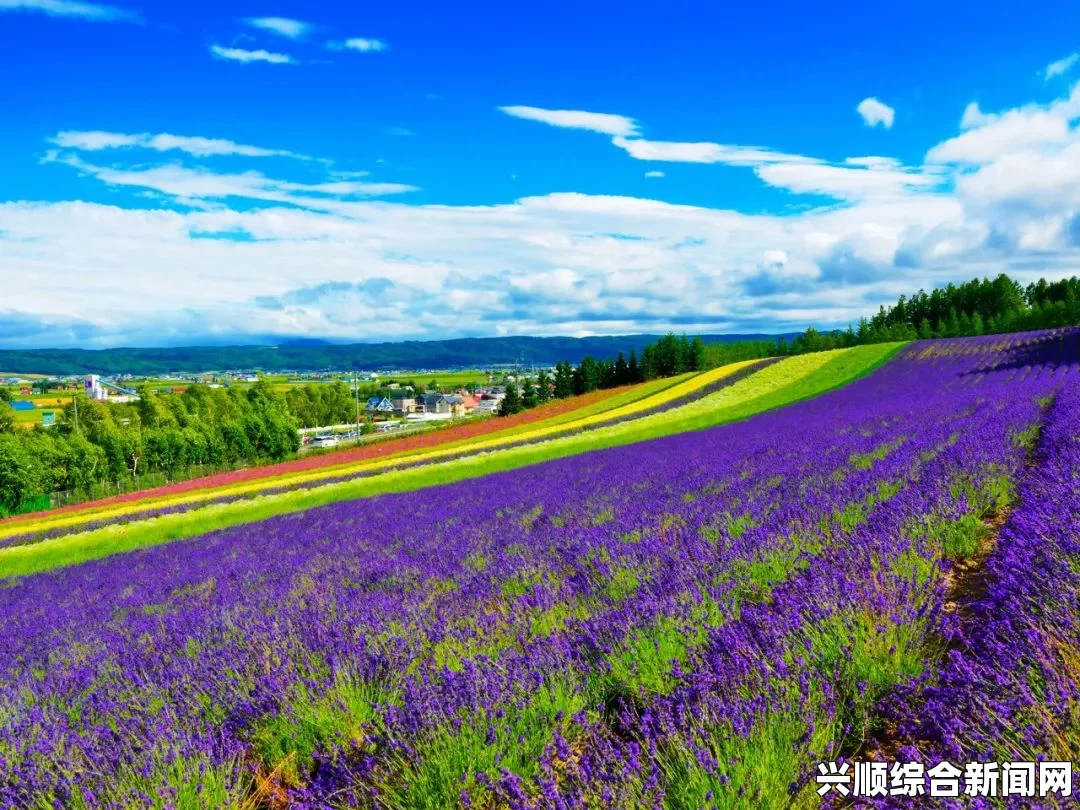 日本富良野紫色薰衣草花海，梦幻与浪漫的邂逅之地