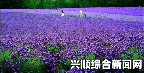 日本富良野紫色薰衣草花海，梦幻与浪漫的邂逅之地