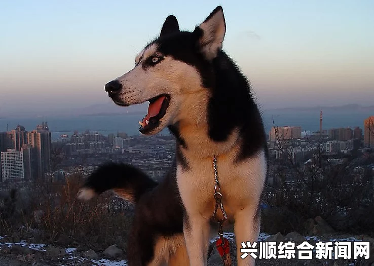 狗和人胶配方20分钟制作指南：如何为狗狗提供更健康的胶质食品