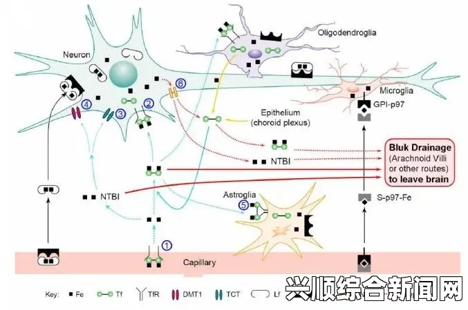 重大发现，脑内铁含量对阿尔兹海默症的指示作用