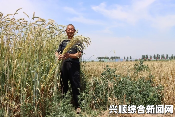 日本朋友家的麦子：探寻日本麦田的独特文化与自然魅力