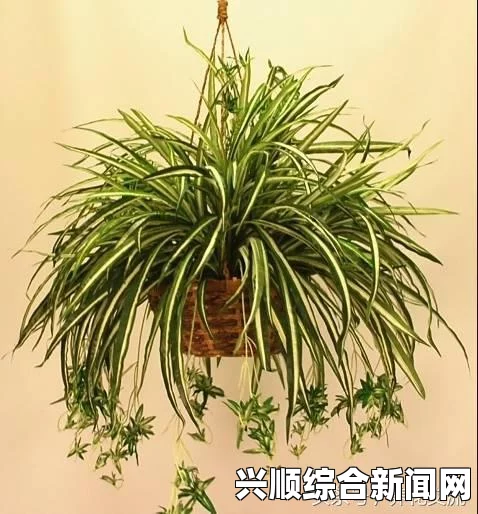 如何在床上成功进行植物扦插：72种实用方法及注意事项