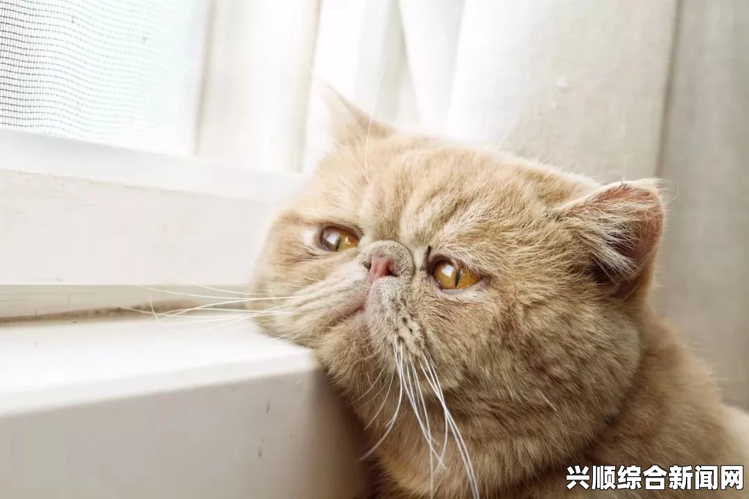 蓝猫大本猫营点18岁以上有什么特点？是否适合成年猫主人选择？