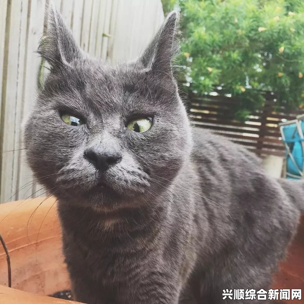 蓝猫大本猫营点18岁以上有什么特点？是否适合成年猫主人选择？