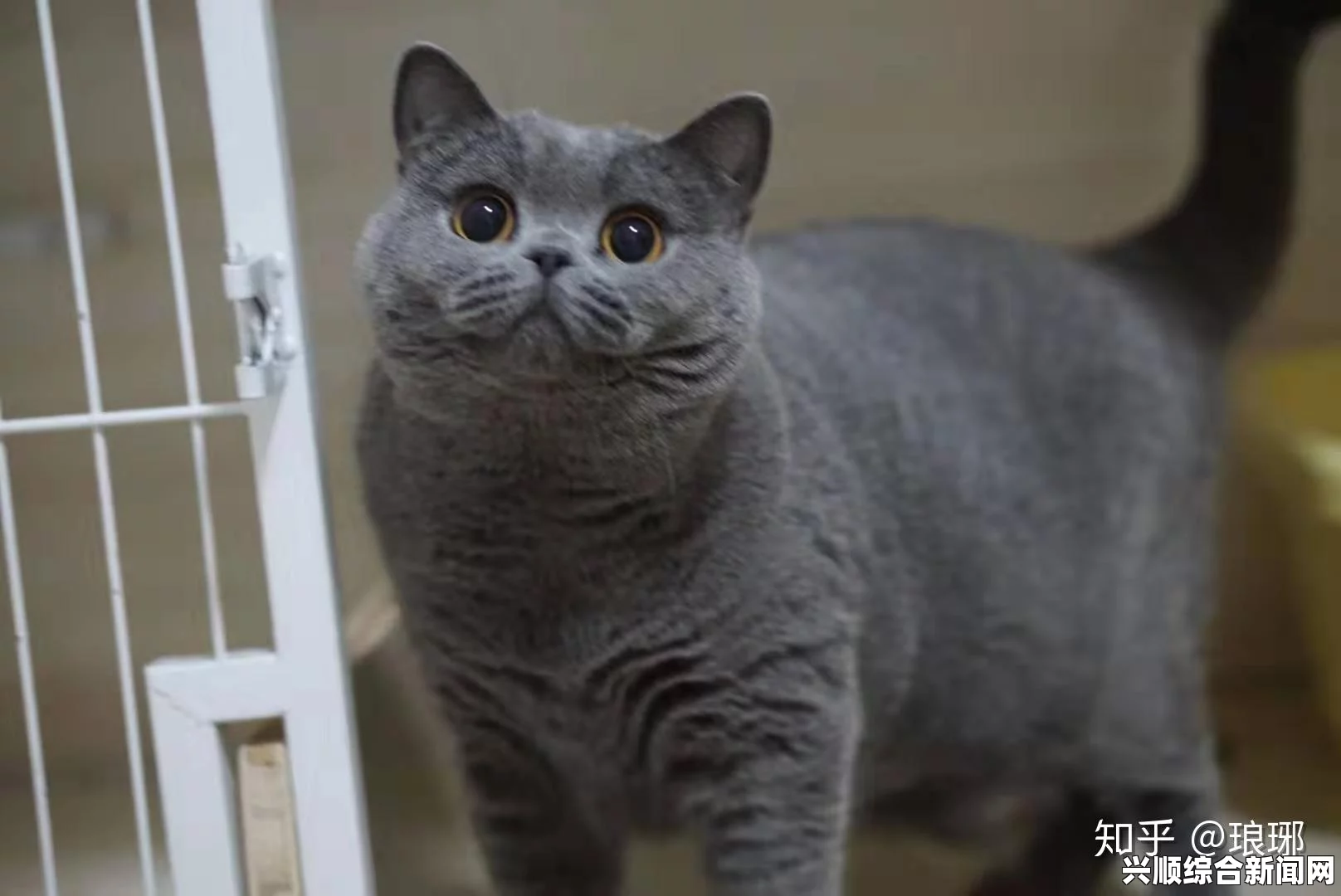 蓝猫大本猫营点18岁以上有什么特点？是否适合成年猫主人选择？