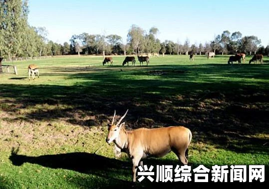 澳杀人犯藏匿动物园7年，与虎狮共存，曾拧下象龟的头果腹