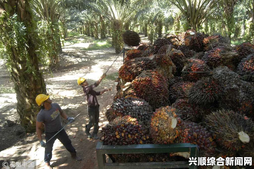 为大选做准备，马来西亚总理向棕榈油农场主派发红包