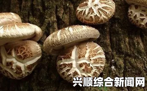 蘑菇头大好还是根部大好？深入分析蘑菇形态对口感与营养的影响